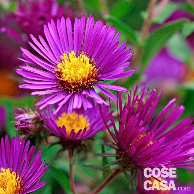 Aster n. a. Marina Wolkonsky viola scuro Aster n. a. Marina Wolkonsky viola scuro