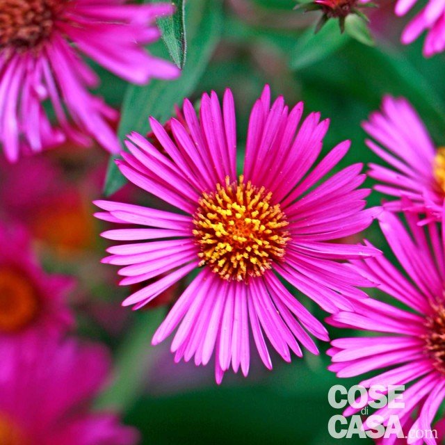 Aster novae angliae “Andenken an Paul Gerber” colore porpora o rosa Aster novae angliae “Andenken an Paul Gerber” colore porpora o rosa