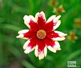 Le foglie della coreopsis sono lanceolate, lineari e di colore verde, più chiaro in primavera, mentre i fiori vengono portati su steli lunghi anche 40 cm, sono grandi e di colore completamente giallo o arricchiti da una marginatura color mattone fra i petali ed il disco.