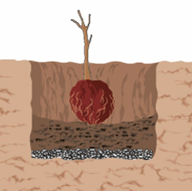 2. Per la peonia arbustiva inserire la pianta nella buca in modo che il punto d’innesto, (ingrossamento del fusto) sia circa 8-10 cm sotto il livello del suolo. Per la peonia erbacea, sotterrare completamente la pianta comprimendola con terriccio tutt’attorno alle radici e avendo cura che le gemme siano poste ad una profondità massima di 3-4 cm. 2. Per la peonia arbustiva inserire la pianta nella buca in modo che il punto d’innesto, (ingrossamento del fusto) sia circa 8-10 cm sotto il livello del suolo. Per la peonia erbacea, sotterrare completamente la pianta comprimendola con terriccio tutt’attorno alle radici e avendo cura che le gemme siano poste ad una profondità massima di 3-4 cm.