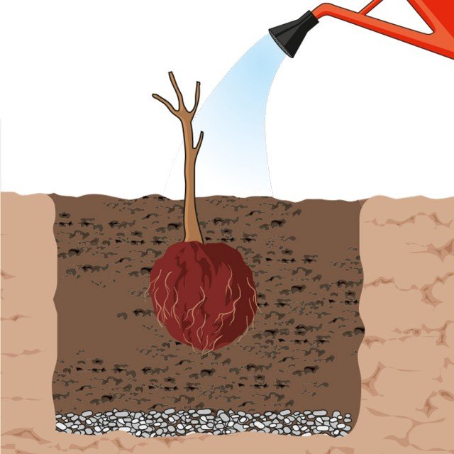 ricoprire comprimendo la terra attorno alle radici della peonia facendo attenzione a non rompere le eventuali radici secondarie. Bagnare abbondantemente in modo da far assestare il terreno attorno alle radici. ricoprire comprimendo la terra attorno alle radici della peonia facendo attenzione a non rompere le eventuali radici secondarie. Bagnare abbondantemente in modo da far assestare il terreno attorno alle radici.