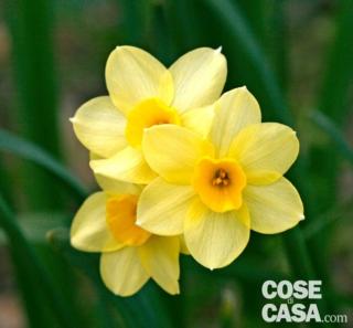 Esemplare di narciso tazzetta giallo (o Narcissus tazetta). Esemplare di narciso tazzetta giallo (o Narcissus tazetta).
