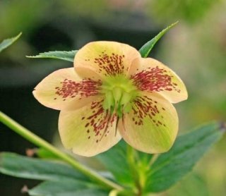 Helleborus