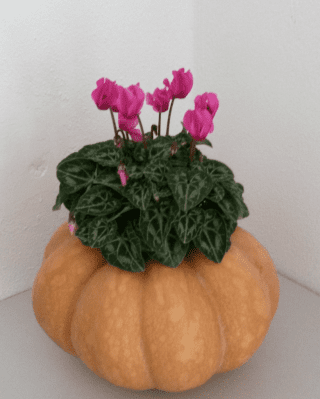 Schermata 2015-11-17 alle 15.36.11 Schermata 2015-11-17 alle 15.36.11