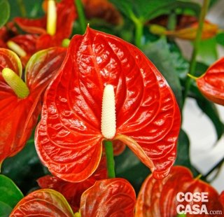Anthurium andreanum Dakota colore foglie rosso e cono centrale bianco crema Anthurium andreanum Dakota colore foglie rosso e cono centrale bianco crema