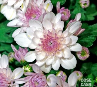 Crisantemo varietà "New York". Crisantemo varietà "New York".