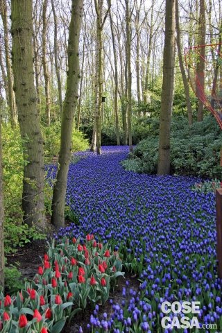 sottobosco con tulipani e narcisi blu