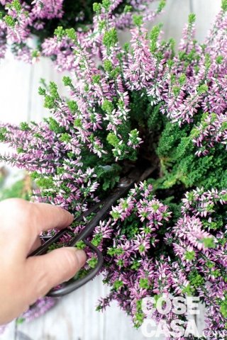 1. Prelevare alla base della pianta alcuni rametti tra i più belli e fioriti di erica.