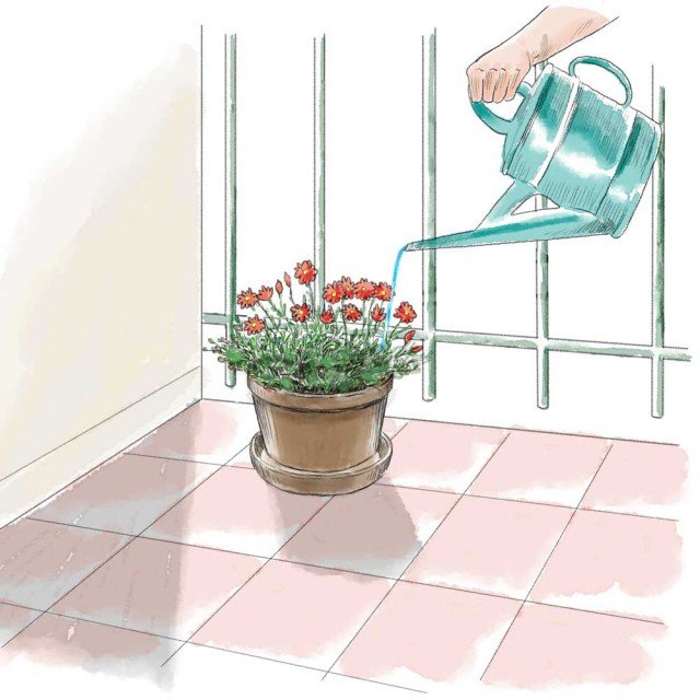In settembre è consigliabile eseguire 1-2 concimazioni, al fine di favorire l’emissione di fiori più intensamente colorati e più duraturi sulla pianta di crisantemo In settembre è consigliabile eseguire 1-2 concimazioni, al fine di favorire l’emissione di fiori più intensamente colorati e più duraturi sulla pianta di crisantemo