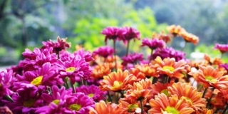 crisantemi fioriti in vaso