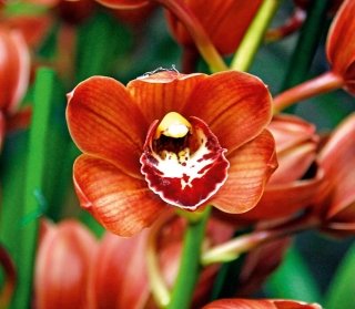 cymbidium cymbidium