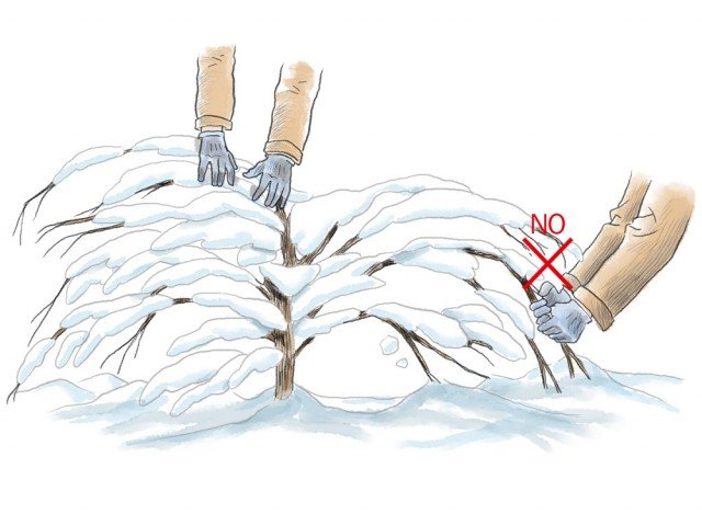 Per le piante sepolte nella neve non esercitate una trazione dei rami agendo alla base ma agire direttamente alla base dei rami che partono dal tronco. Per le piante sepolte nella neve non esercitate una trazione dei rami agendo alla base ma agire direttamente alla base dei rami che partono dal tronco.