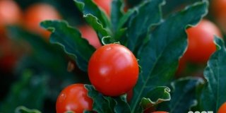 Solanum capsicastrum – Solano
