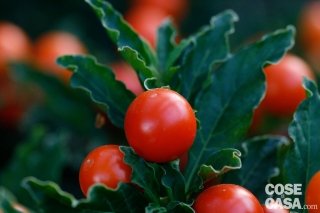 Solanum capsicastrum – Solano con bacche rosse Solanum capsicastrum – Solano con bacche rosse