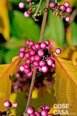Callicarpa bodinieri, la varietà più diffusa e celebre di callicarpa.