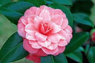 camelia camelia