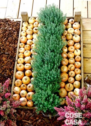 cassetta composizione con rosmarino e cipolle