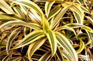 In foto, la dracena reflexa variegata. In foto, la dracena reflexa variegata.