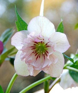 helleborus helleborus