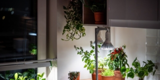 piante in casa e luce artificiale