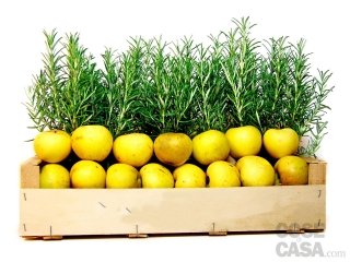 orticolario cassetta mele e rosmarino