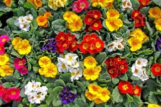 primula-veris primula-veris