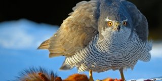 Wildlife Photographer of the Year 2015. Gli scatti più belli della fotografia naturalistica a Bard Wildlife Photographer of the Year 2015. Gli scatti più belli della fotografia naturalistica a Bard