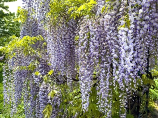 Japanese Wisteria Floribunda Macrobotrys