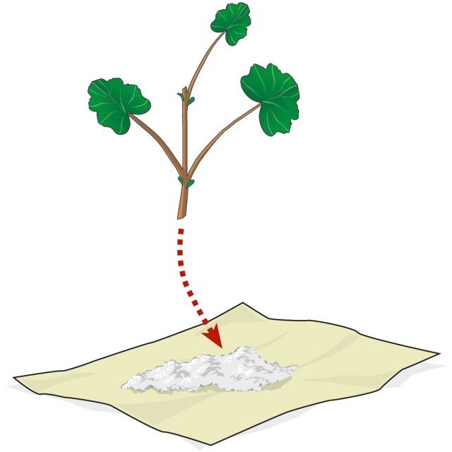 prelevare la parte apicale di un ramo (della lunghezza di 15 cm) ed eliminare le foglie basali del geranio prelevare la parte apicale di un ramo (della lunghezza di 15 cm) ed eliminare le foglie basali del geranio