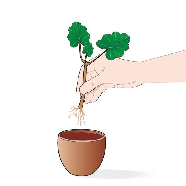 Dopo 20-30 giorni trapiantare ogni talea di geranio in un vaso singolo (di 10 centimetri di diametro) Dopo 20-30 giorni trapiantare ogni talea di geranio in un vaso singolo (di 10 centimetri di diametro)