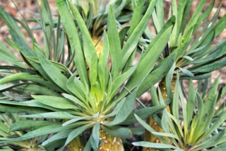 Senecia Kleinia Senecia Kleinia