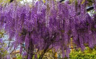 Wisteria Sinensis