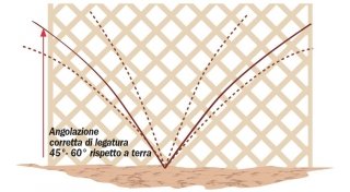 Nei rosai rampicanti e sarmentosi è importante la legatura dei nuovi rami con angolazione 45-60 gradi Nei rosai rampicanti e sarmentosi è importante la legatura dei nuovi rami con angolazione 45-60 gradi