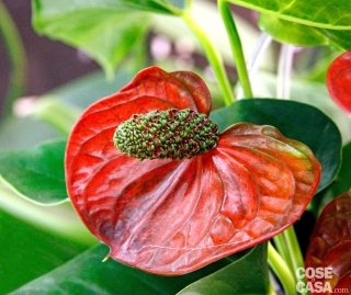 anturium Sierra colore rosso anturium Sierra colore rosso