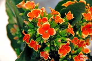 Calancola varietà piton con fiori di colore rosso e giallo. Calancola varietà piton con fiori di colore rosso e giallo.