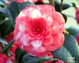 camelia-japonica-franzosini camelia-japonica-franzosini