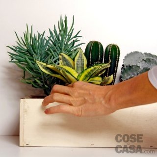 inseriamo l’Haworthia, la mamillaria e la sansevieria. inseriamo l’Haworthia, la mamillaria e la sansevieria.