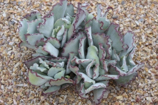 Cotyledon,Undulata Cotyledon,Undulata