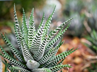 Plant haworthia Plant haworthia