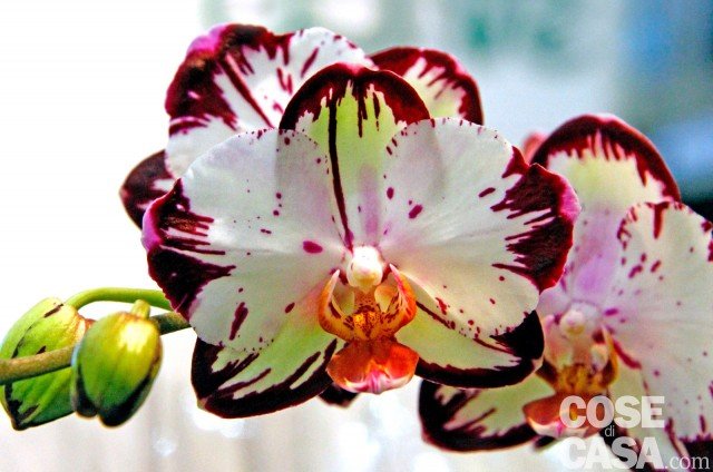 Orchidea Phalaenopsis Legenda colore di fondo fra il bianco e il verde con maculature periferiche viola intenso. Orchidea Phalaenopsis Legenda colore di fondo fra il bianco e il verde con maculature periferiche viola intenso.