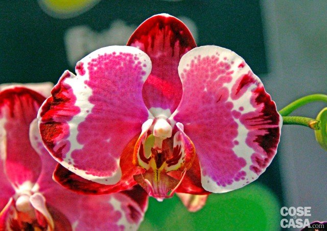 orchidea Phalaenopsis Sacrifice con disegno di farfalla poggiata al centro del fiore lillà su bianco orchidea Phalaenopsis Sacrifice con disegno di farfalla poggiata al centro del fiore lillà su bianco