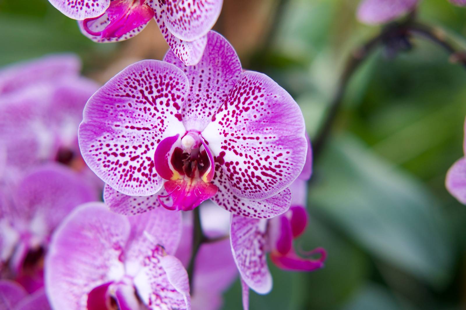 Fiori e piante da regalare a San Valentino - Cose di Casa