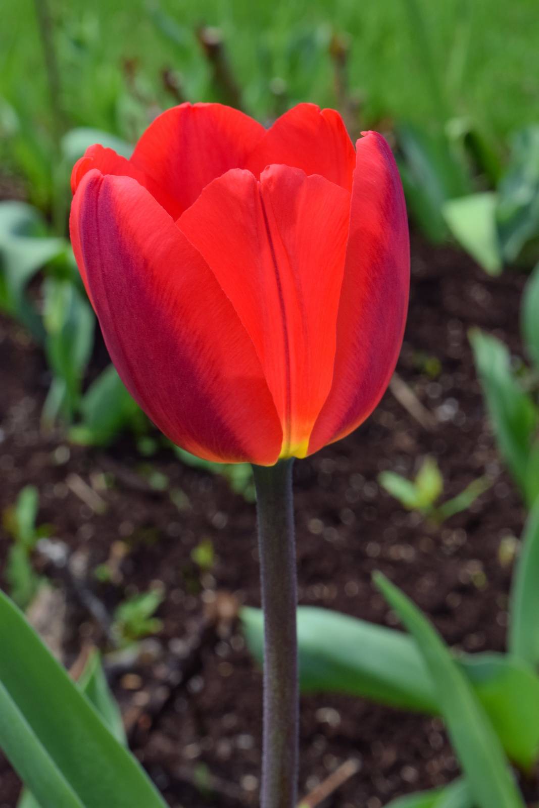 Fiori e piante da regalare a San Valentino - Cose di Casa