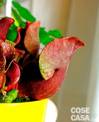 pianta carnivora sarracenia purpurea pianta carnivora sarracenia purpurea