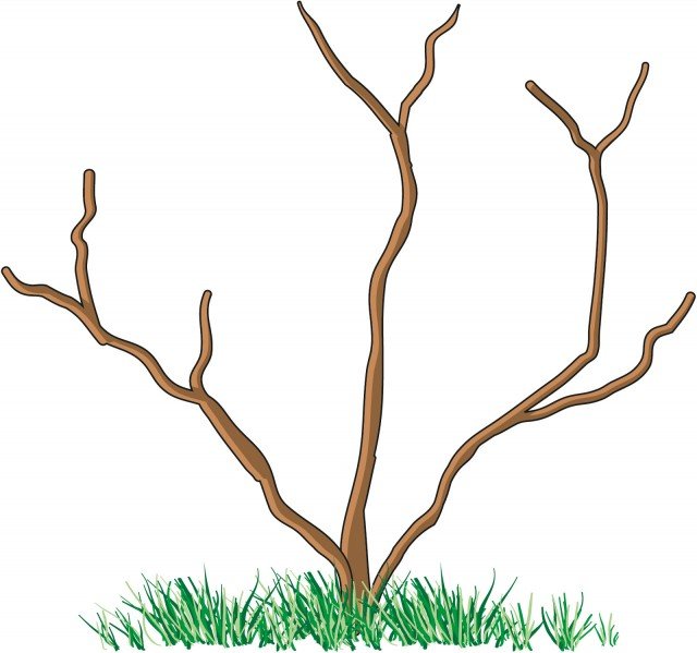 non potare clematidi C. Armandii, delle sempreverdi, di C. Alpina, di C. Macropetala, di C. Montana e di C. Cirrosa. non potare clematidi C. Armandii, delle sempreverdi, di C. Alpina, di C. Macropetala, di C. Montana e di C. Cirrosa.