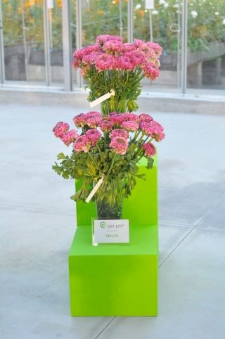 ranuncolo Pon-Pon® Malva colore rosa ranuncolo Pon-Pon® Malva colore rosa