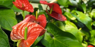 Come coltivare l’anthurium e prendersene cura