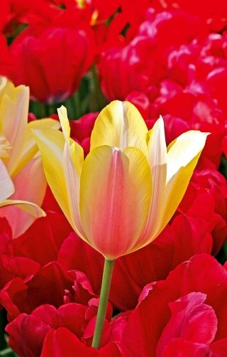 In foto, un tulipano della varietà "Blushing Lady".