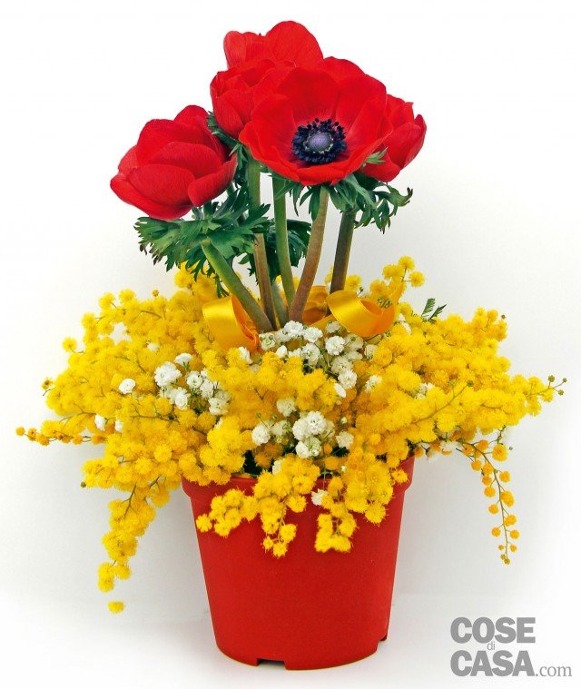 bouquet con la mimosa bouquet con la mimosa
