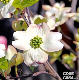 Cornus Florida varietà “Rainbow” Cornus Florida varietà “Rainbow”